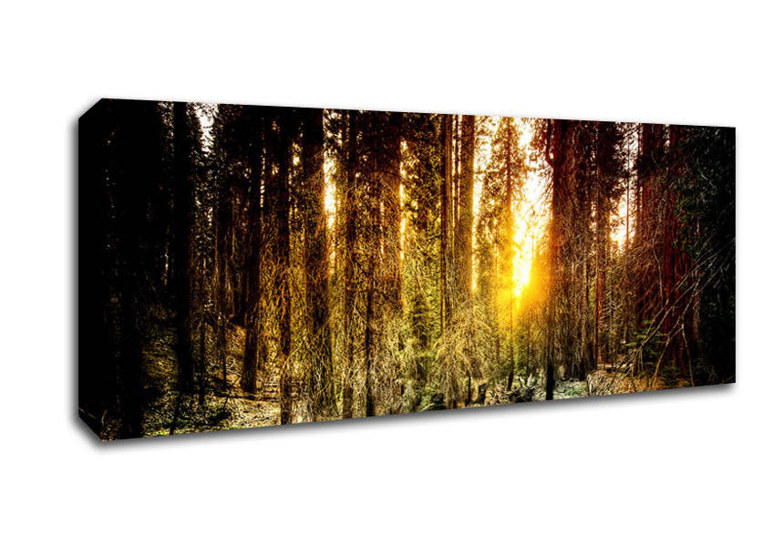 Picture of Old Forest In Yosemite Panoramic Canvas Wall Art