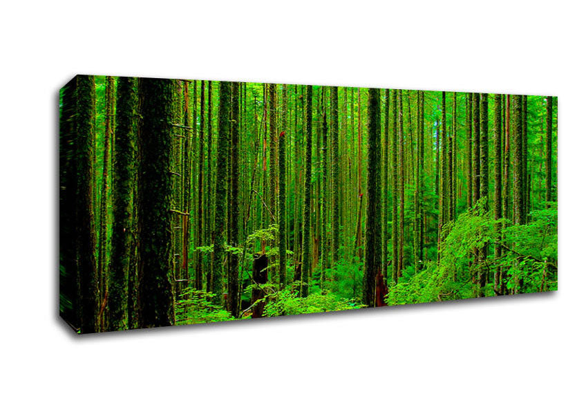 Picture of Nothing But Trees Panoramic Canvas Wall Art