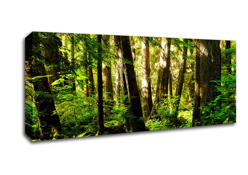 Picture of Sunbeam Woodland Panoramic Canvas Wall Art