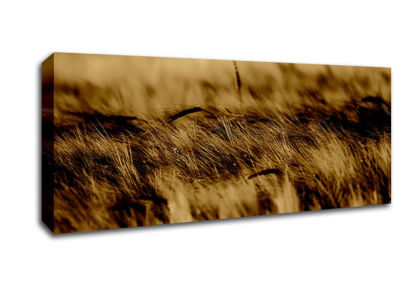 Picture of Wheatfield Sepia Panoramic Canvas Wall Art