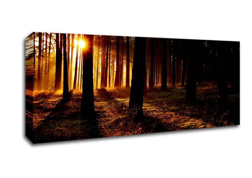 Picture of Woodland Sun Blaze Panoramic Canvas Wall Art