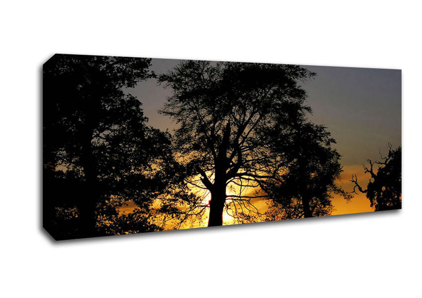 Picture of Morning Sun Trees Panoramic Canvas Wall Art