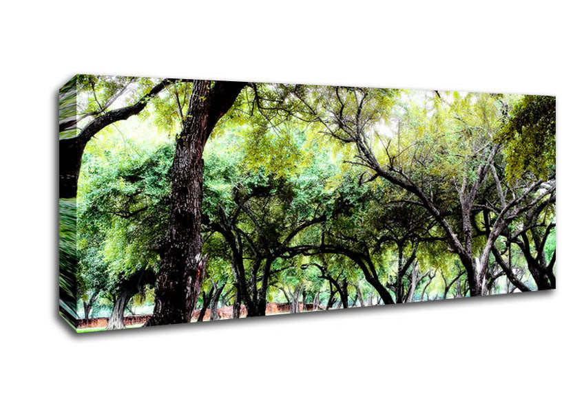 Picture of Ancient Woodland Trees Panoramic Canvas Wall Art