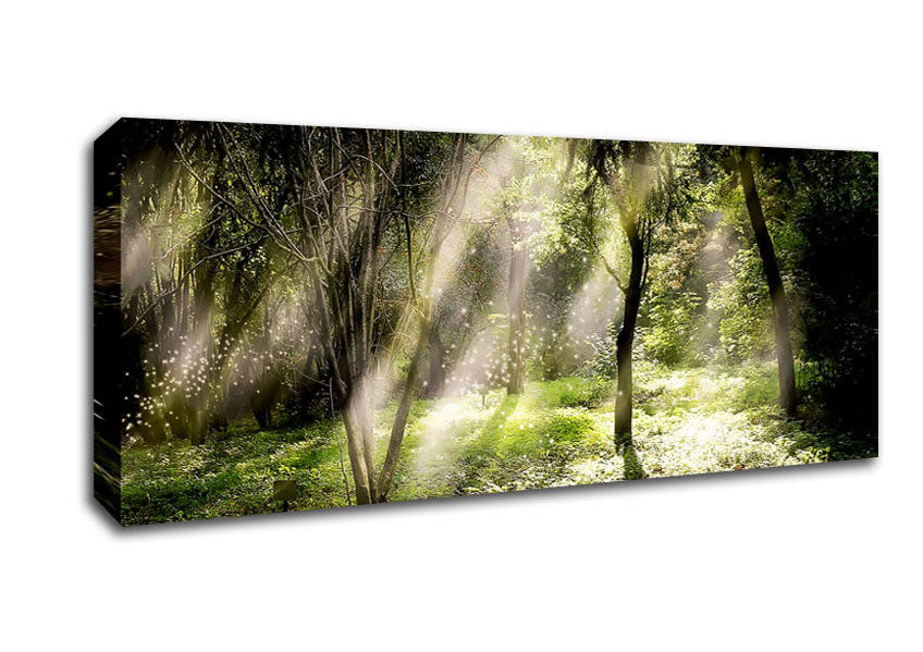 Picture of Mid Day Sun Through The Trees Panoramic Canvas Wall Art