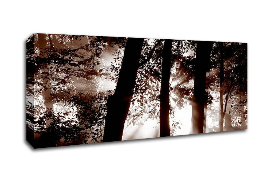 Picture of Sunrays Through The Woodland Brown Panoramic Canvas Wall Art