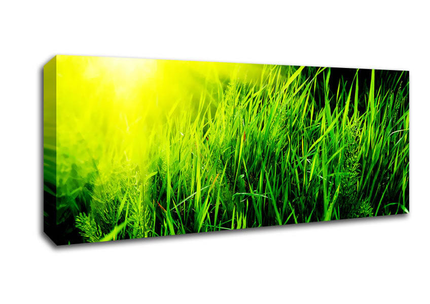 Picture of Sunbeams Through The Grass Panoramic Canvas Wall Art