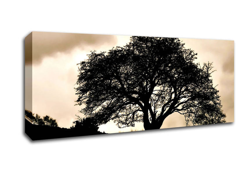 Picture of Tree In First Light Panoramic Canvas Wall Art