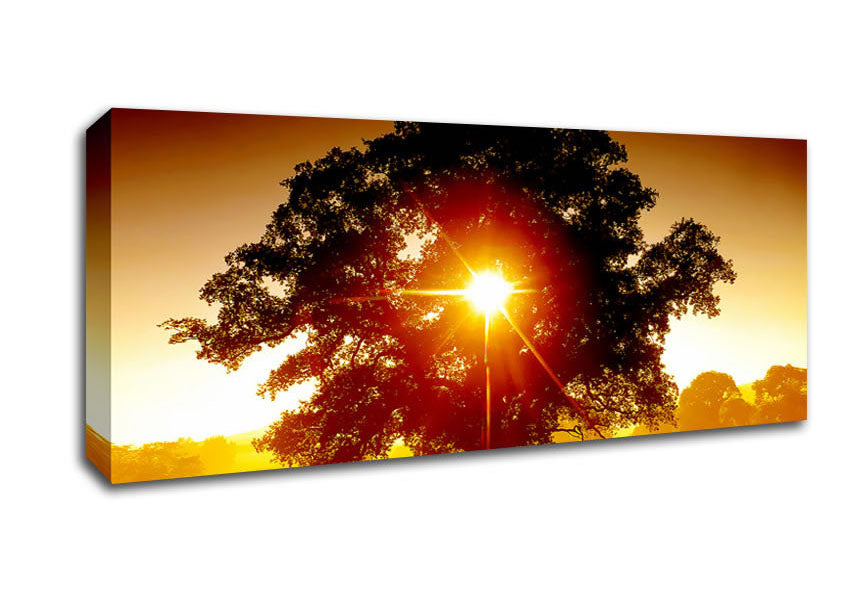 Picture of Sun Through The Tree Panoramic Canvas Wall Art