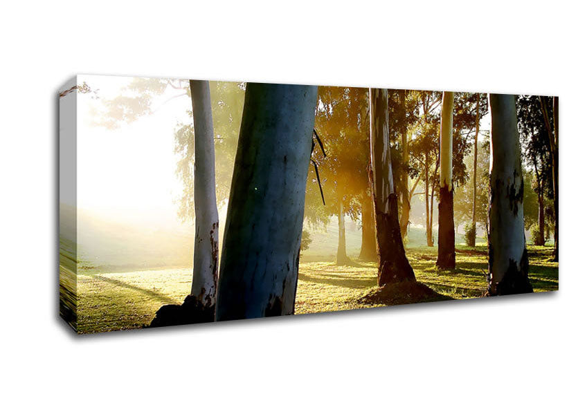 Picture of Morning Sunbeam Trees Panoramic Canvas Wall Art