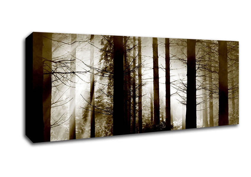 Picture of Secret Forrest Panoramic Canvas Wall Art