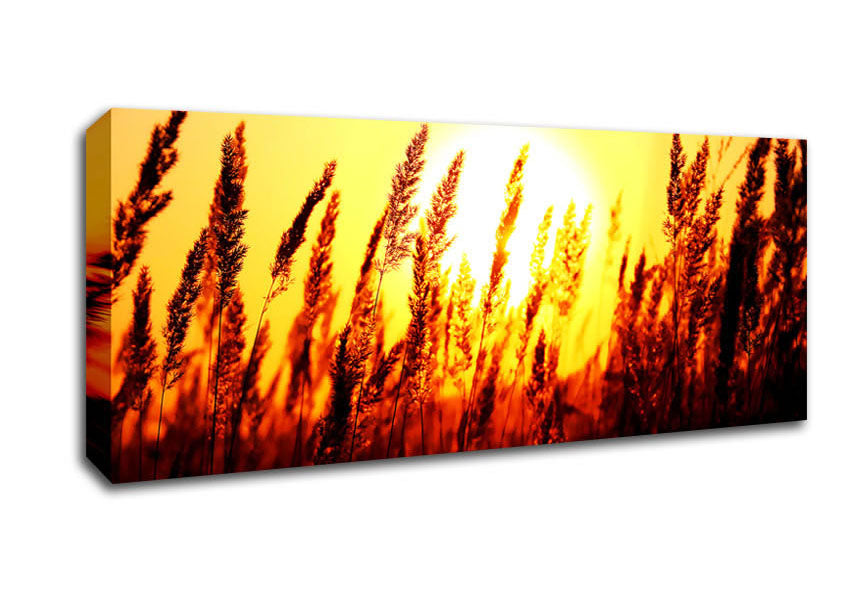 Picture of Beautiful Sun Rise Reeds Panoramic Canvas Wall Art