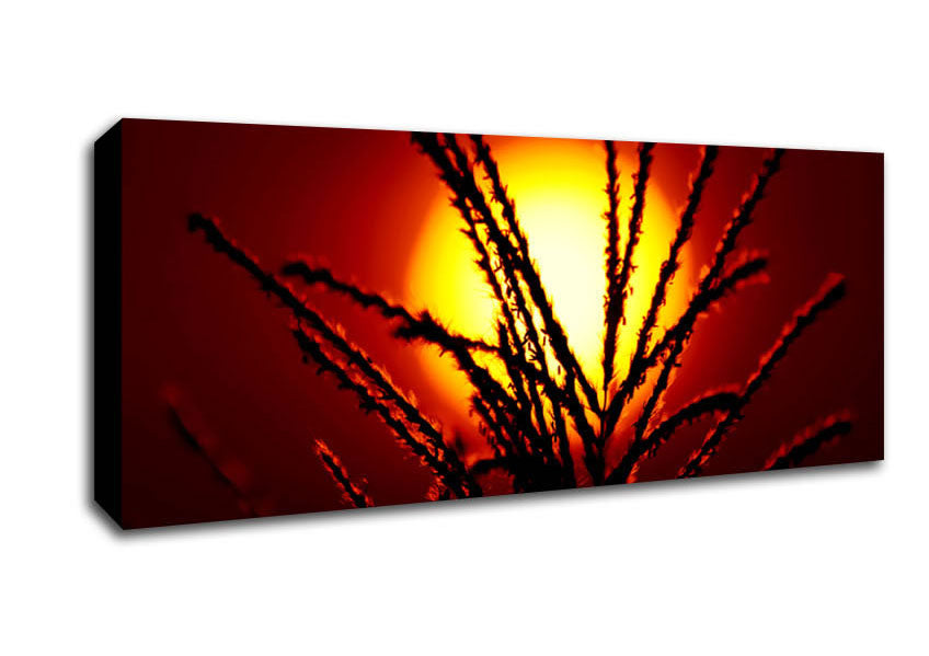 Picture of As The Sun Lights Up The Reeds Panoramic Canvas Wall Art