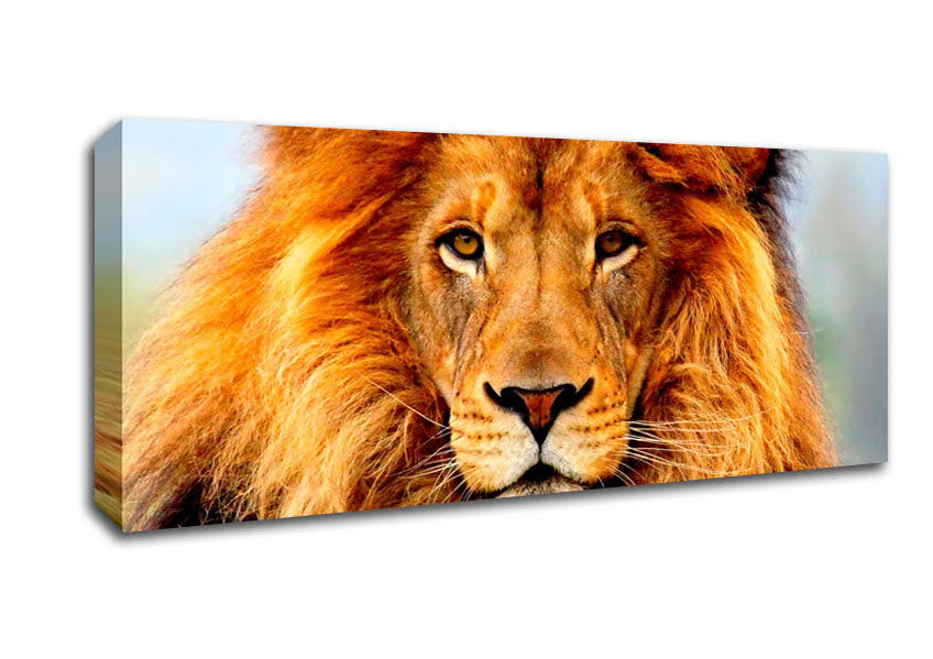 Picture of African Lion Panoramic Canvas Wall Art