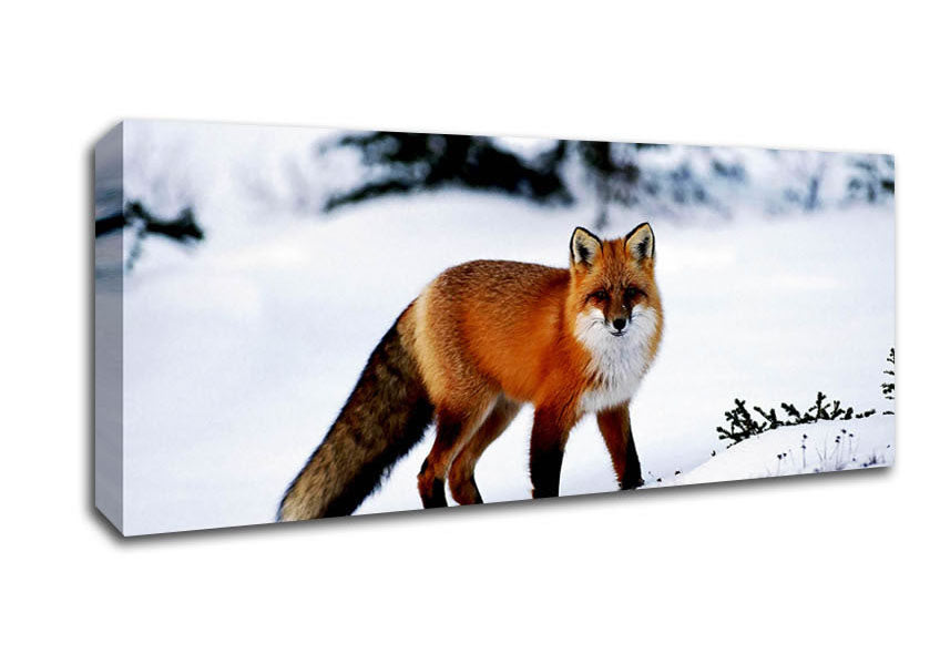 Picture of Arctic Fox In Snow Panoramic Canvas Wall Art