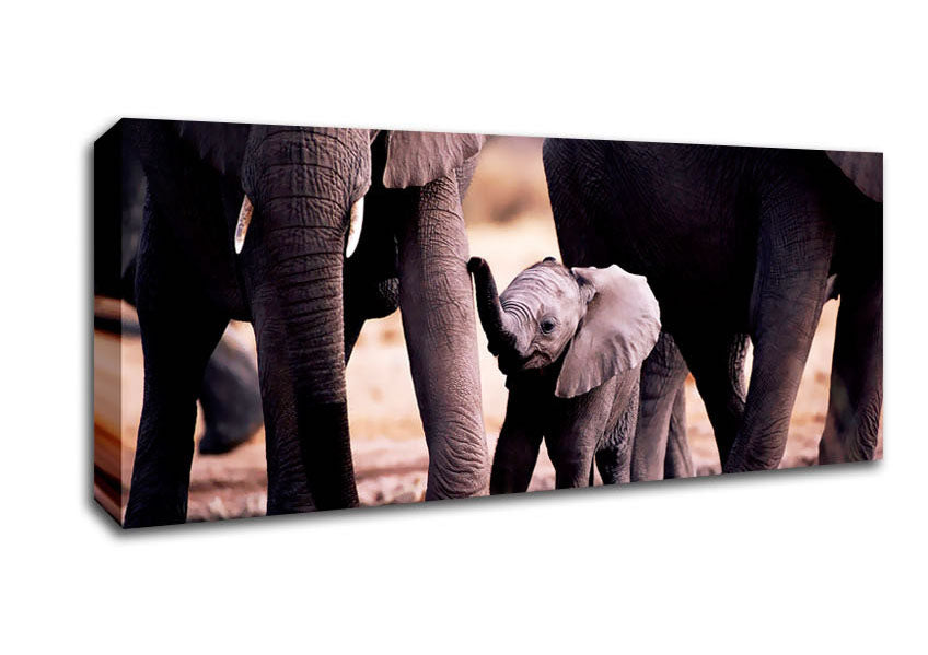 Picture of Baby Elephant Love Panoramic Canvas Wall Art