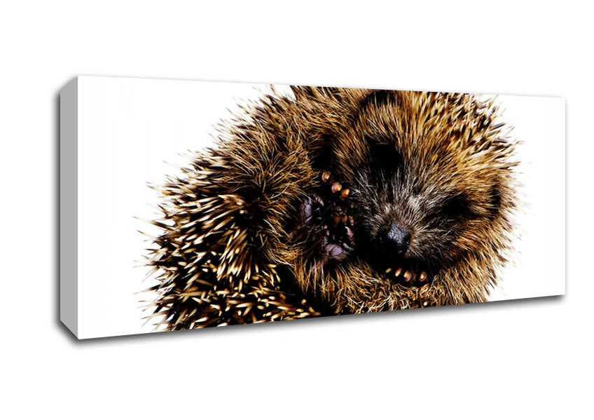 Picture of Baby Hedgehog Sleeping Panoramic Canvas Wall Art