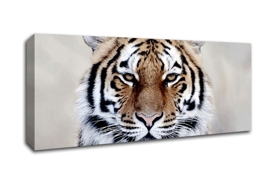 Picture of Beautiful Tiger Panoramic Canvas Wall Art