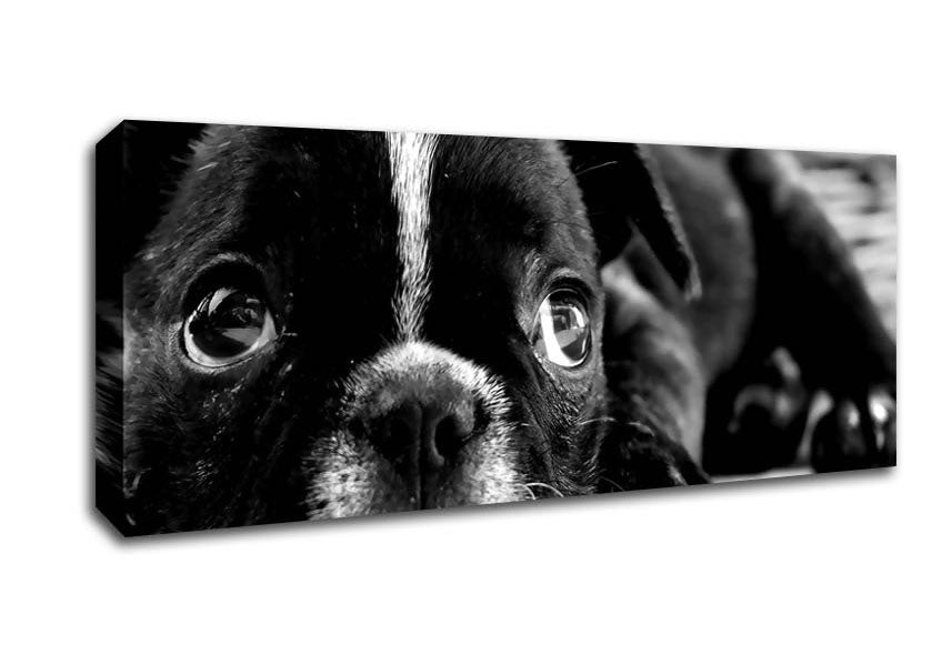 Picture of Black French Bulldog Puppy Panoramic Canvas Wall Art