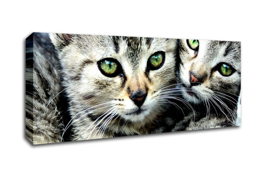 Picture of Cat Brothers Panoramic Canvas Wall Art