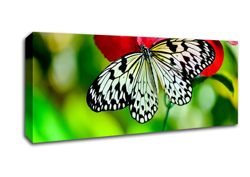 Picture of Butterfly Flower Panoramic Canvas Wall Art