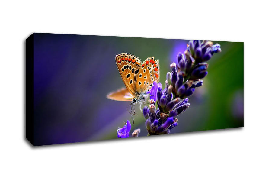 Picture of Butterfly On Lavender Flower Panoramic Canvas Wall Art