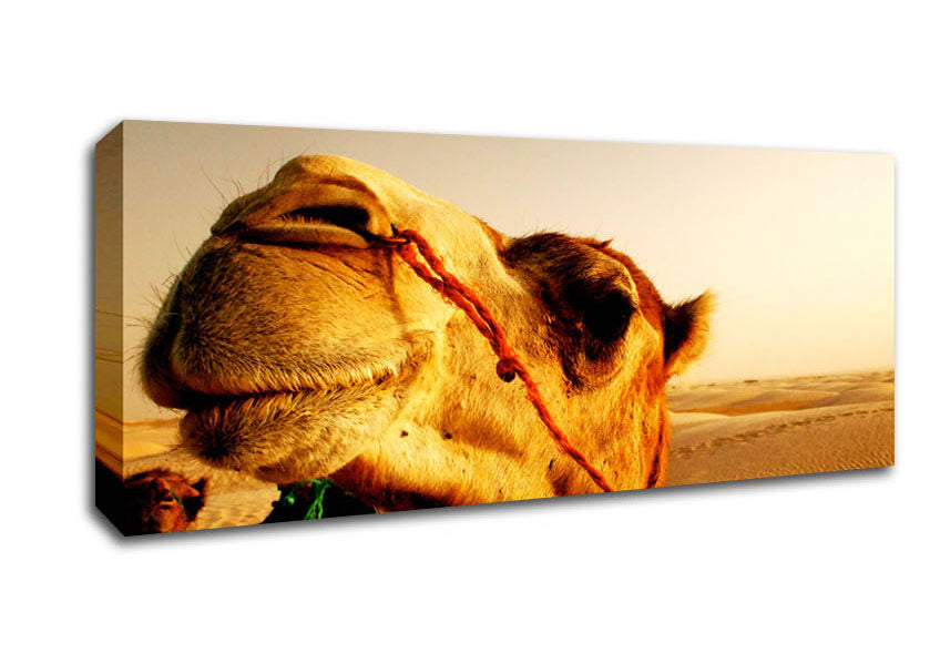 Picture of Camel Smile Panoramic Canvas Wall Art