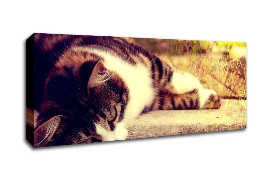 Picture of Cat Stillness Panoramic Canvas Wall Art