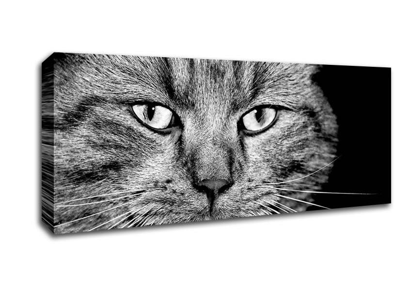 Picture of Cat Stare Panoramic Canvas Wall Art