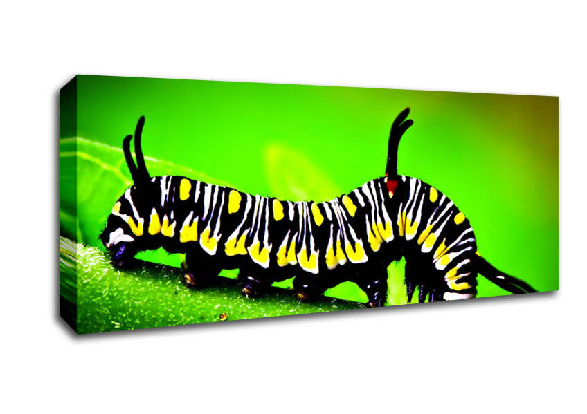 Picture of Caterpillar Macro Panoramic Canvas Wall Art