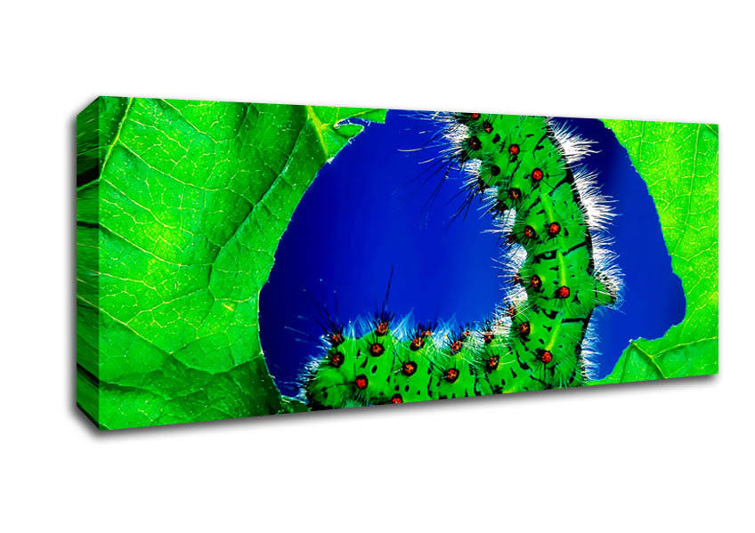 Picture of Caterpiller Delight Panoramic Canvas Wall Art