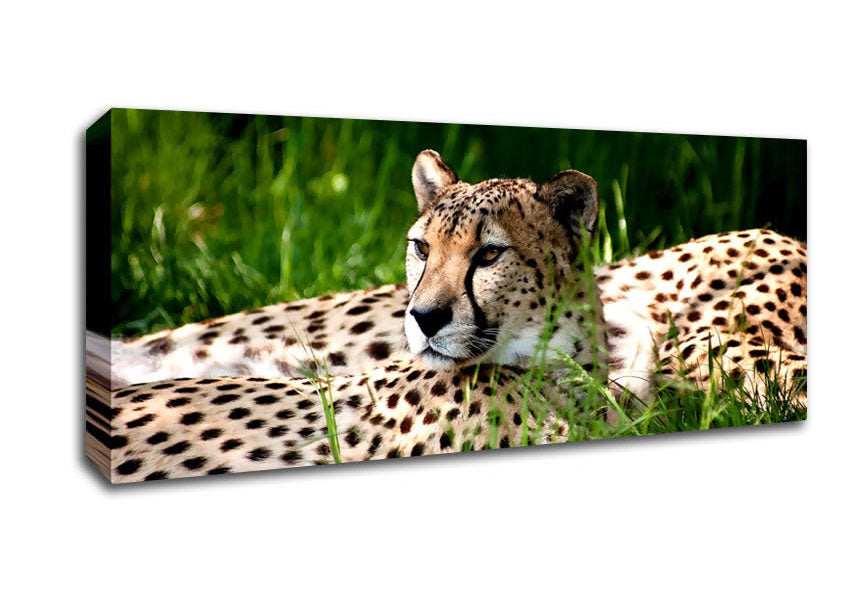 Picture of Cheetah Duo Panoramic Canvas Wall Art