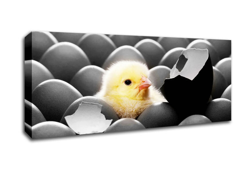 Picture of Chick Hatching Panoramic Canvas Wall Art