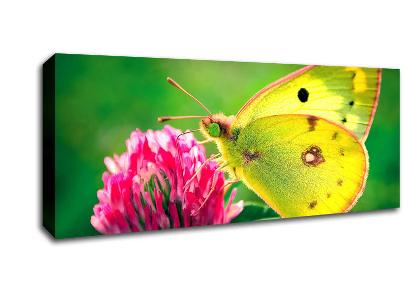 Picture of Colias Hyale Butterfly Panoramic Canvas Wall Art