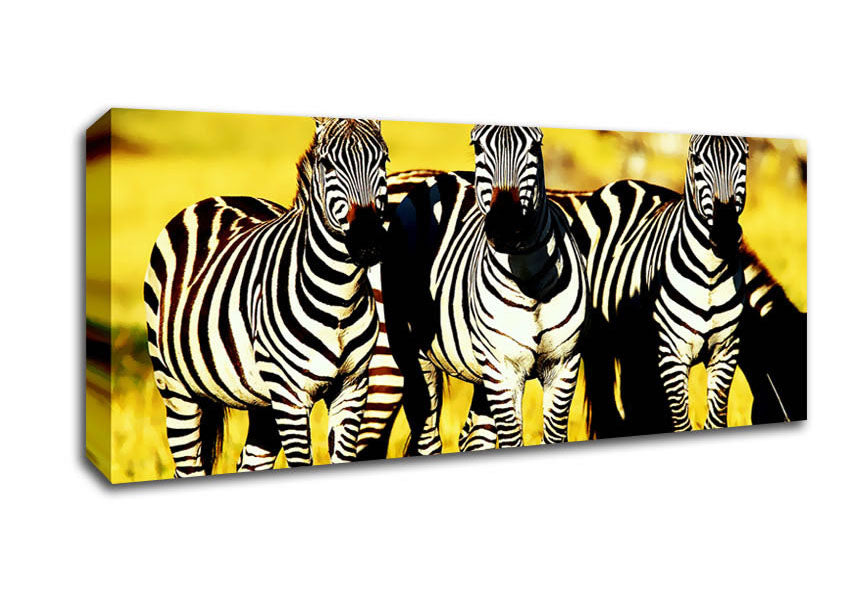 Picture of Curious Zebras Panoramic Canvas Wall Art