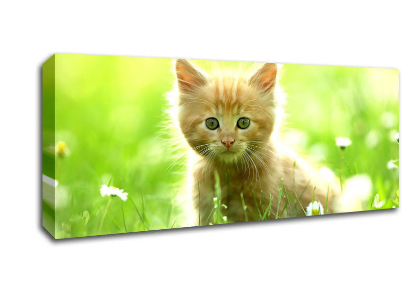 Picture of Cute Kitten Panoramic Canvas Wall Art