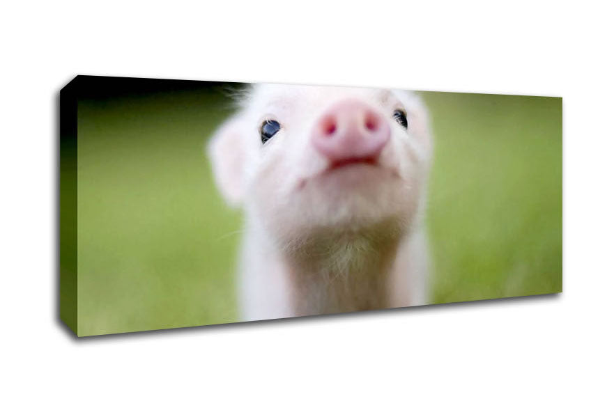 Picture of Cute Pig Panoramic Canvas Wall Art