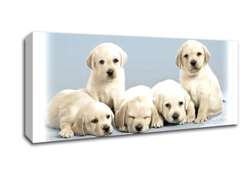 Picture of Cute Puppies Panoramic Canvas Wall Art