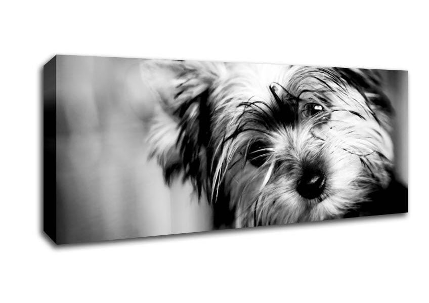 Picture of Cute Yorkshire Terrier Panoramic Canvas Wall Art