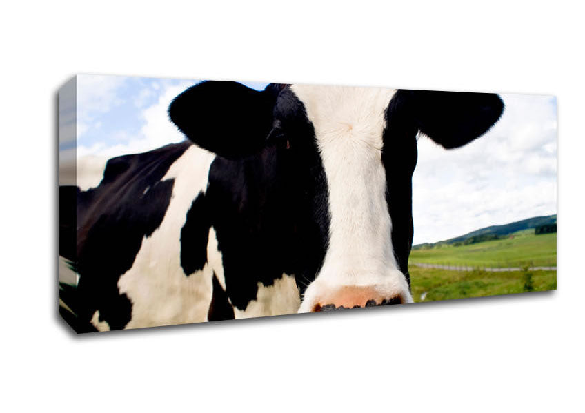 Picture of Daisy Cow Panoramic Canvas Wall Art