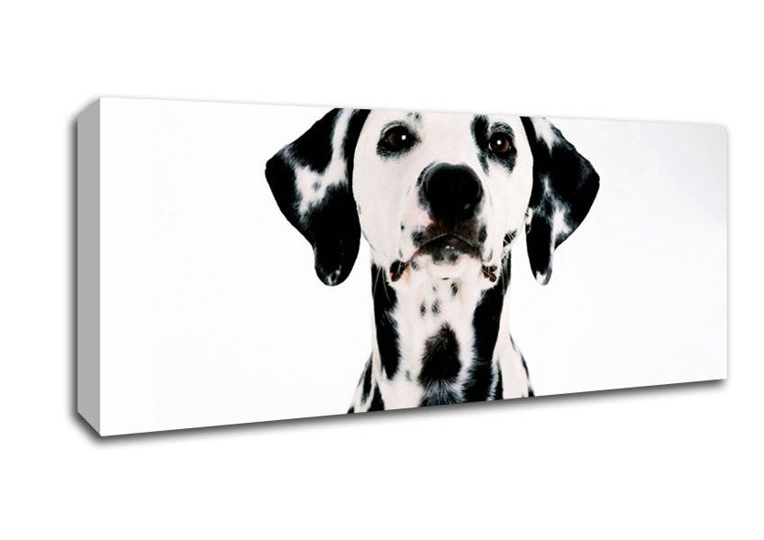 Picture of Dalmatian Beauty Panoramic Canvas Wall Art