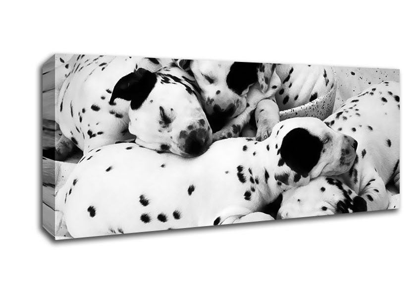 Picture of Dalmatian Puppies In Dreamland Panoramic Canvas Wall Art