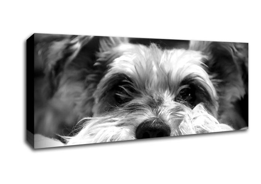 Picture of Dog B n W Panoramic Canvas Wall Art