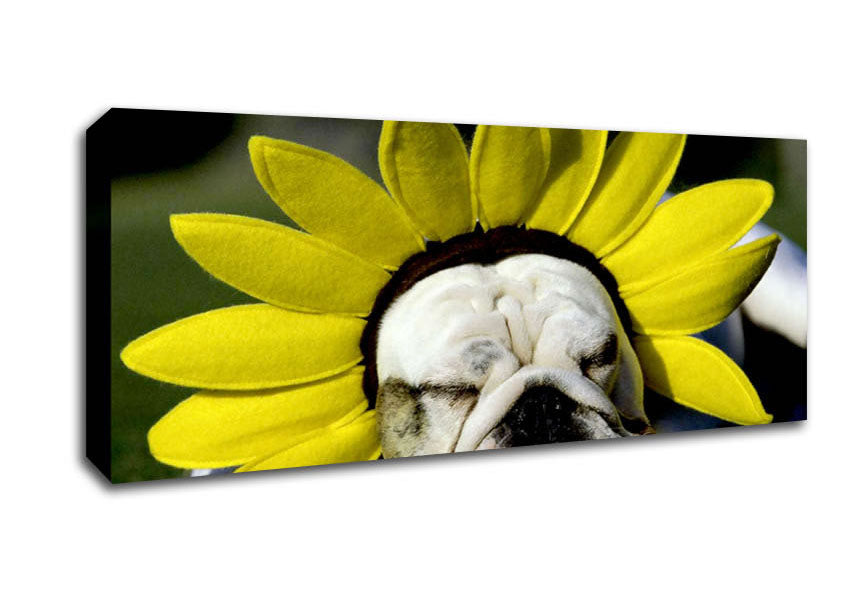 Picture of Dog Sunflower Hat Panoramic Canvas Wall Art