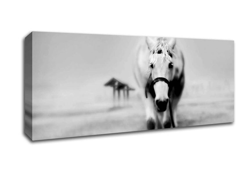 Picture of Donkey Curiosity Panoramic Canvas Wall Art