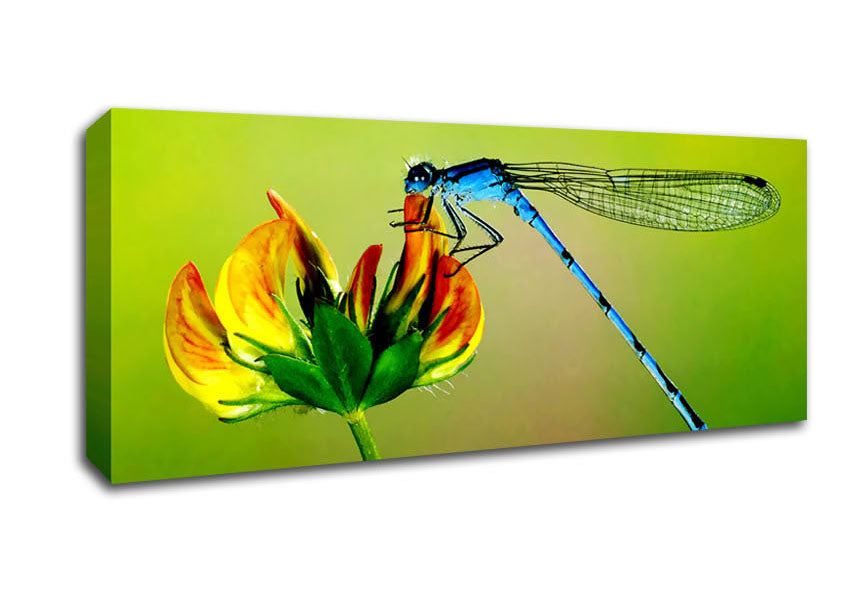 Picture of Dragonfly Beauty Panoramic Canvas Wall Art