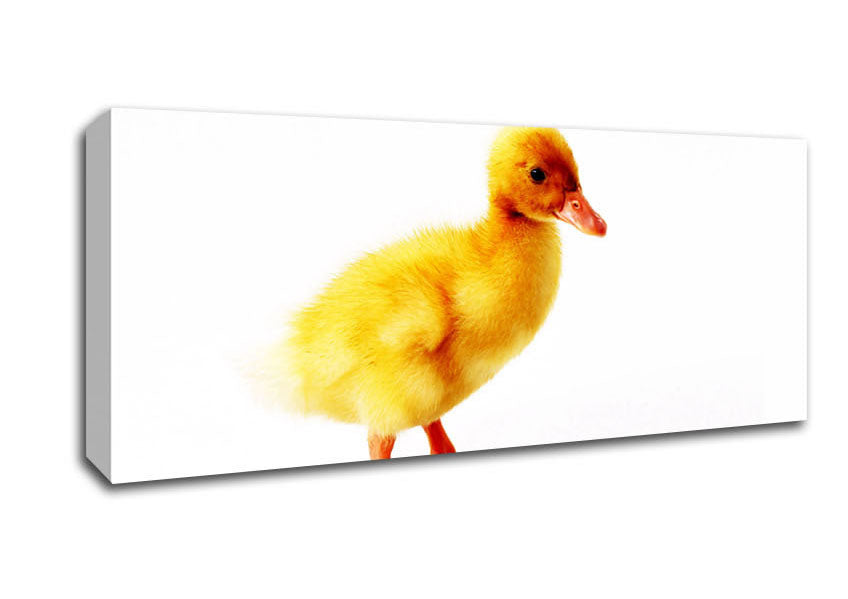 Picture of Duckling Panoramic Canvas Wall Art