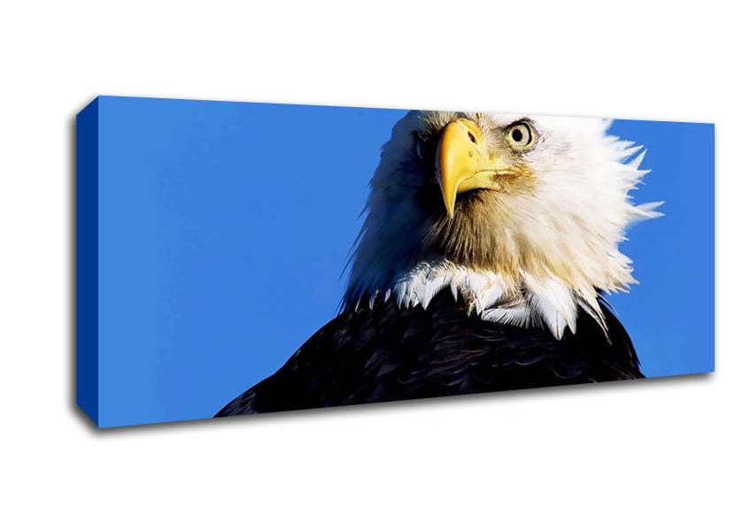 Picture of Eagle Stare Panoramic Canvas Wall Art