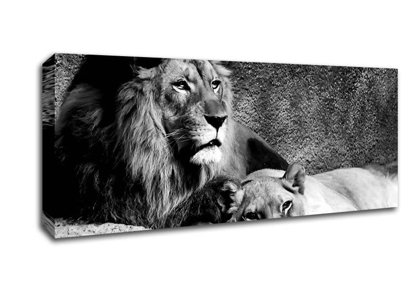 Picture of Lion Family Bond Panoramic Canvas Wall Art