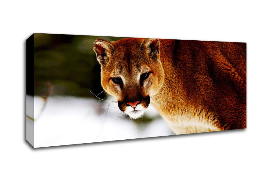 Picture of Florida Panther In The Snow Panoramic Canvas Wall Art