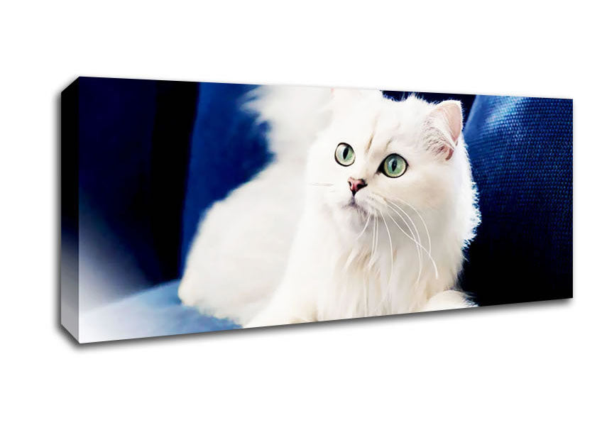 Picture of Fluffy White Kitten Panoramic Canvas Wall Art